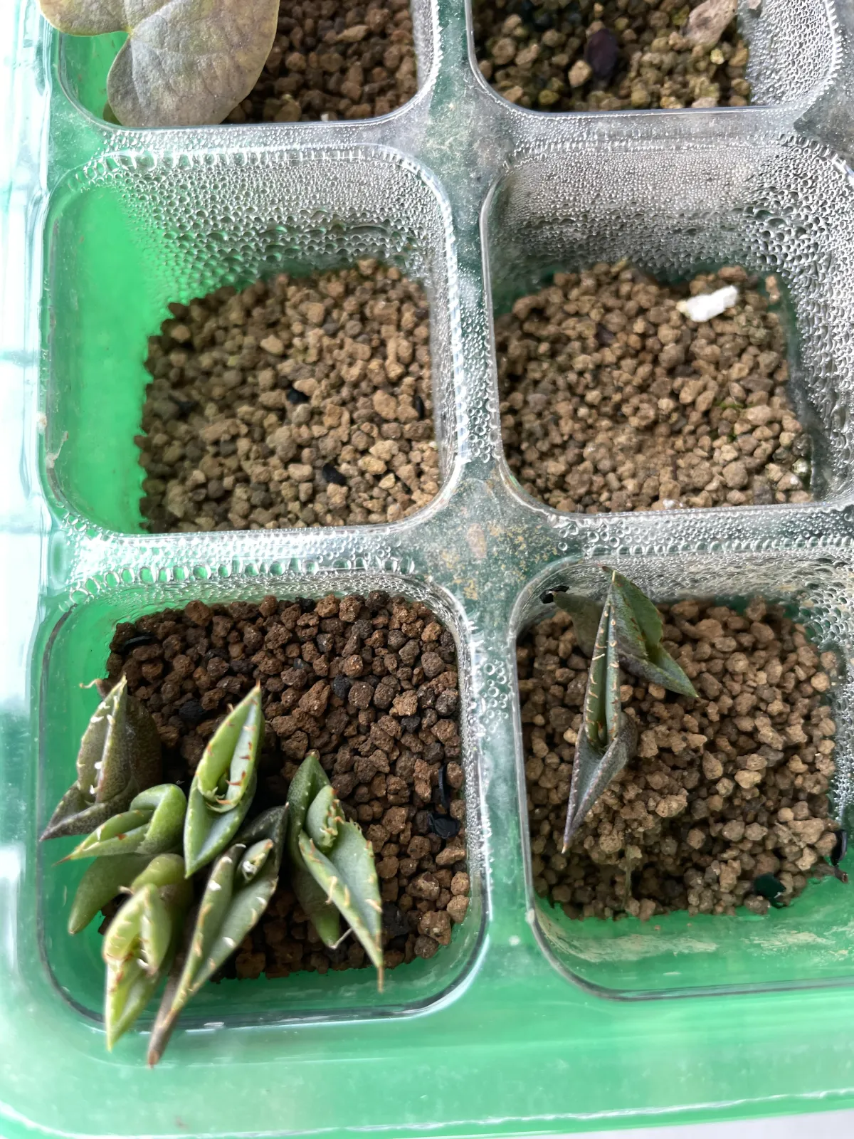 Agave oteroi (アガベ オテロイ)