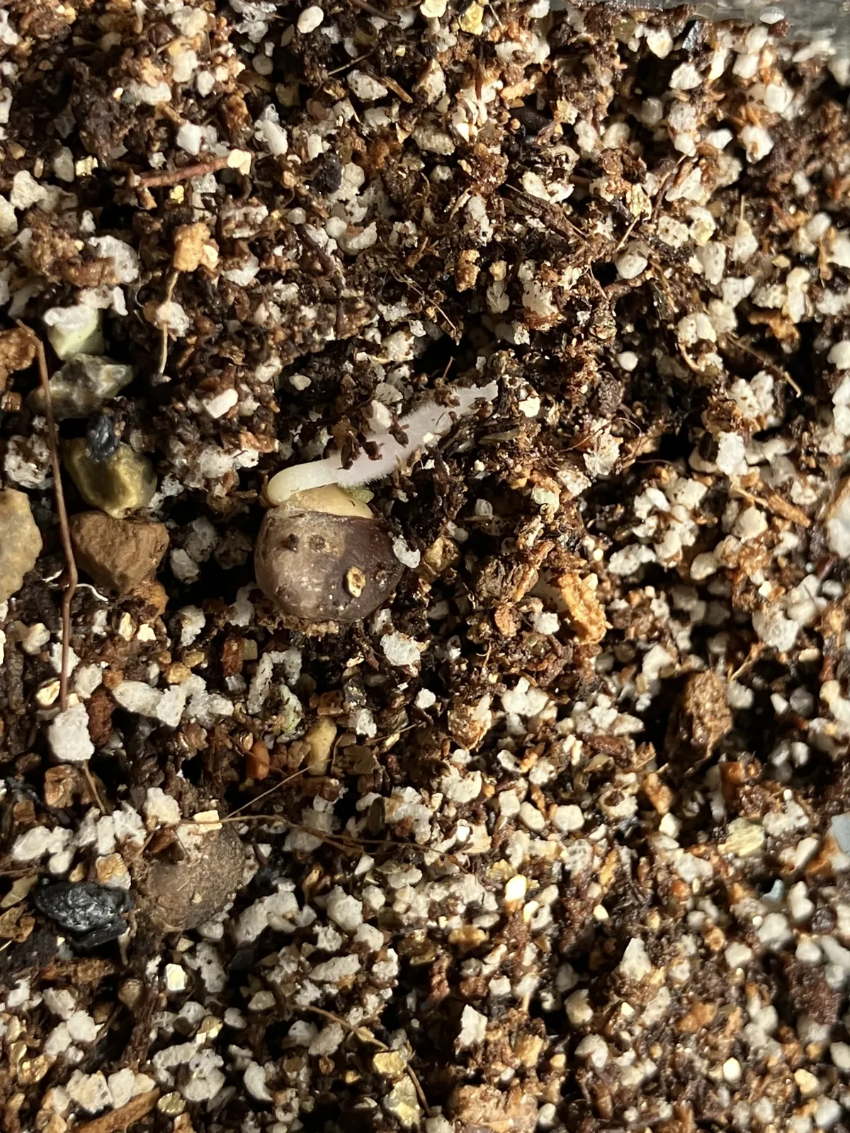 Operculicarya pachypus (オペルクリカリア パキプス)