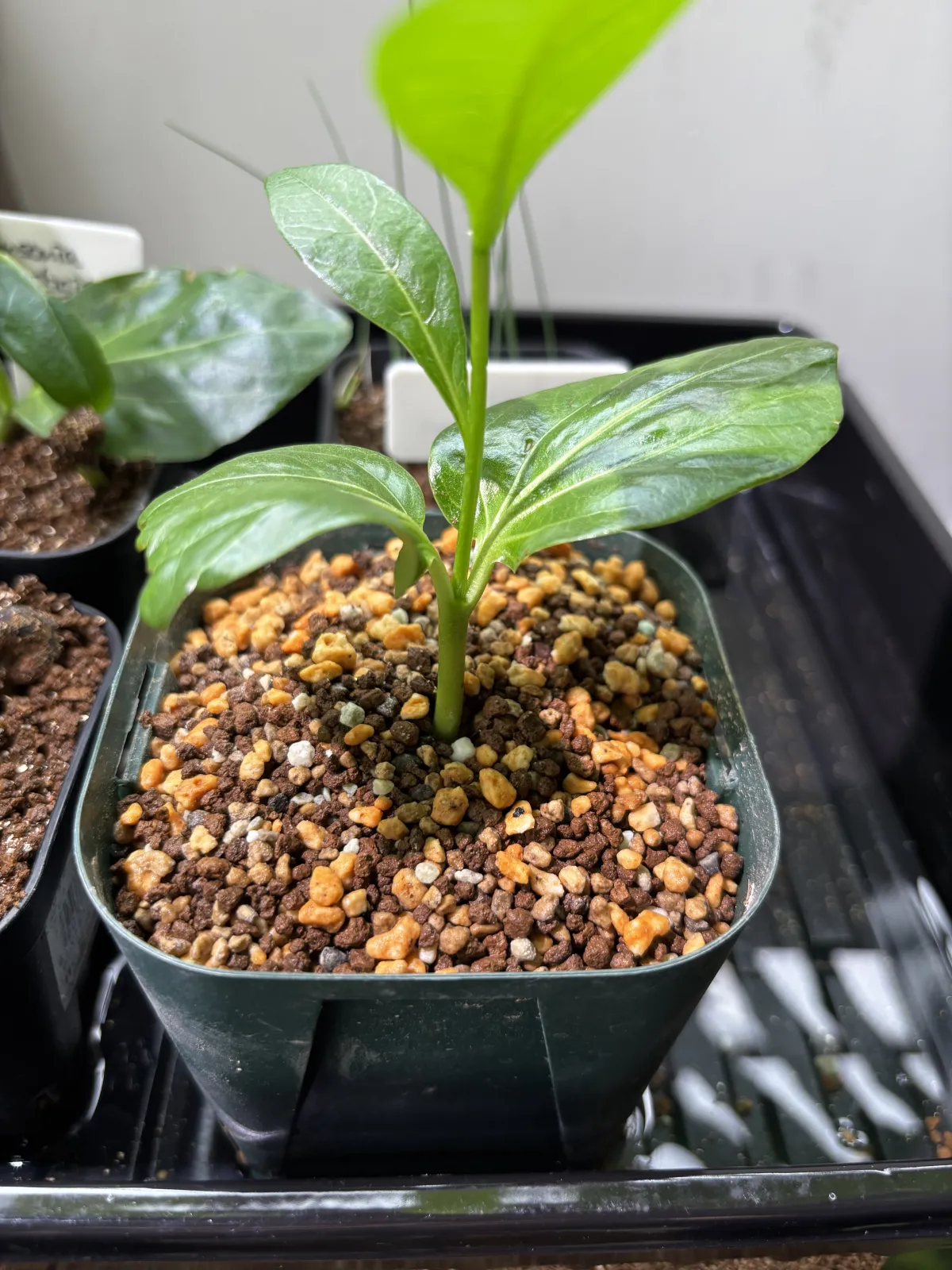 種子] アダンソニア（バオバブ） ディギタータ Adansonia digitata