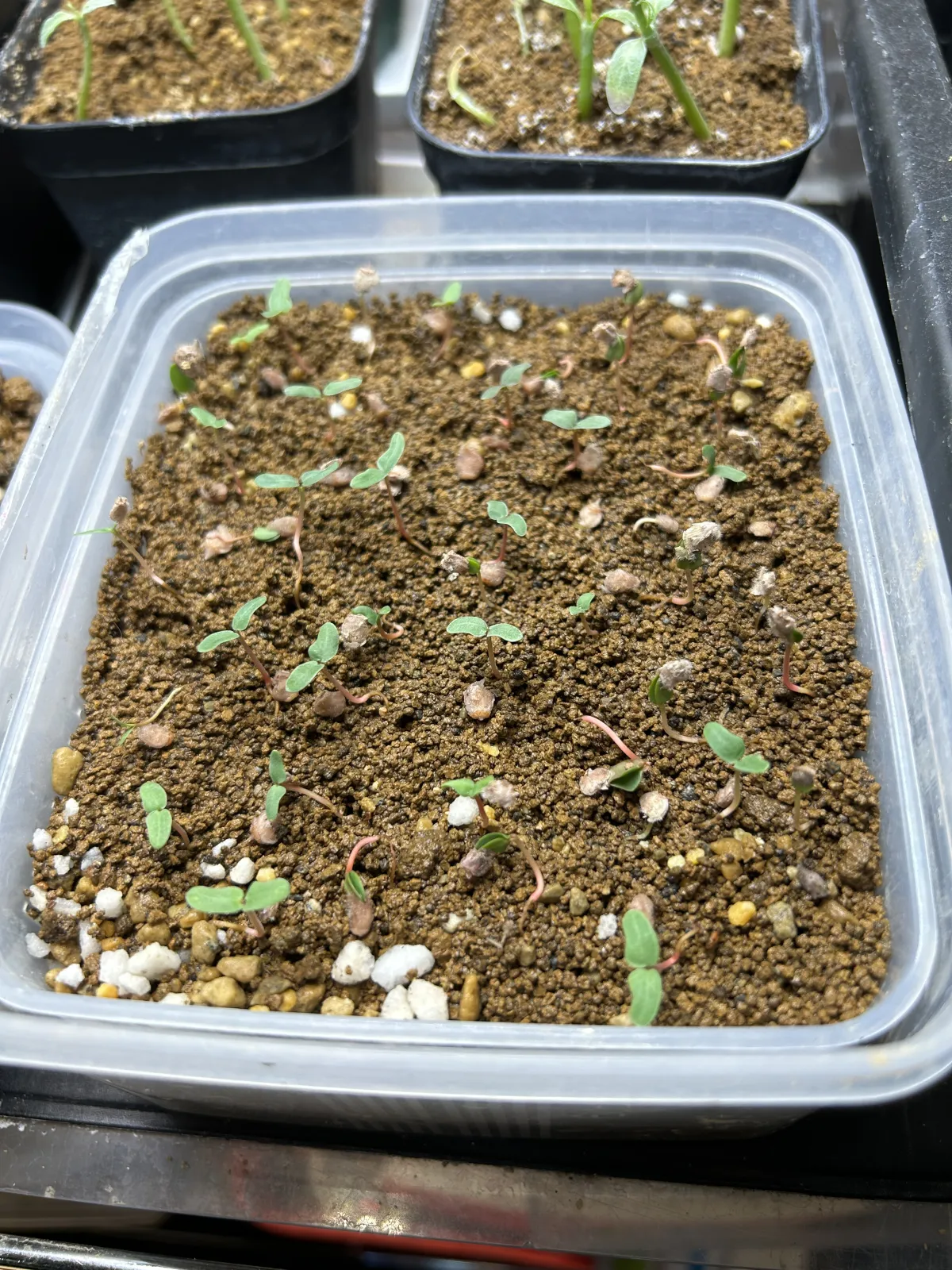 Pachycormus discolor (パキコルムス ディスカラー)