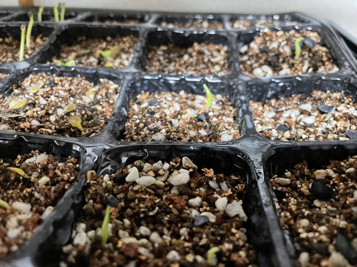 Agave victoriae-reginae (アガベ ビクトリアレジーナエ 笹の雪)