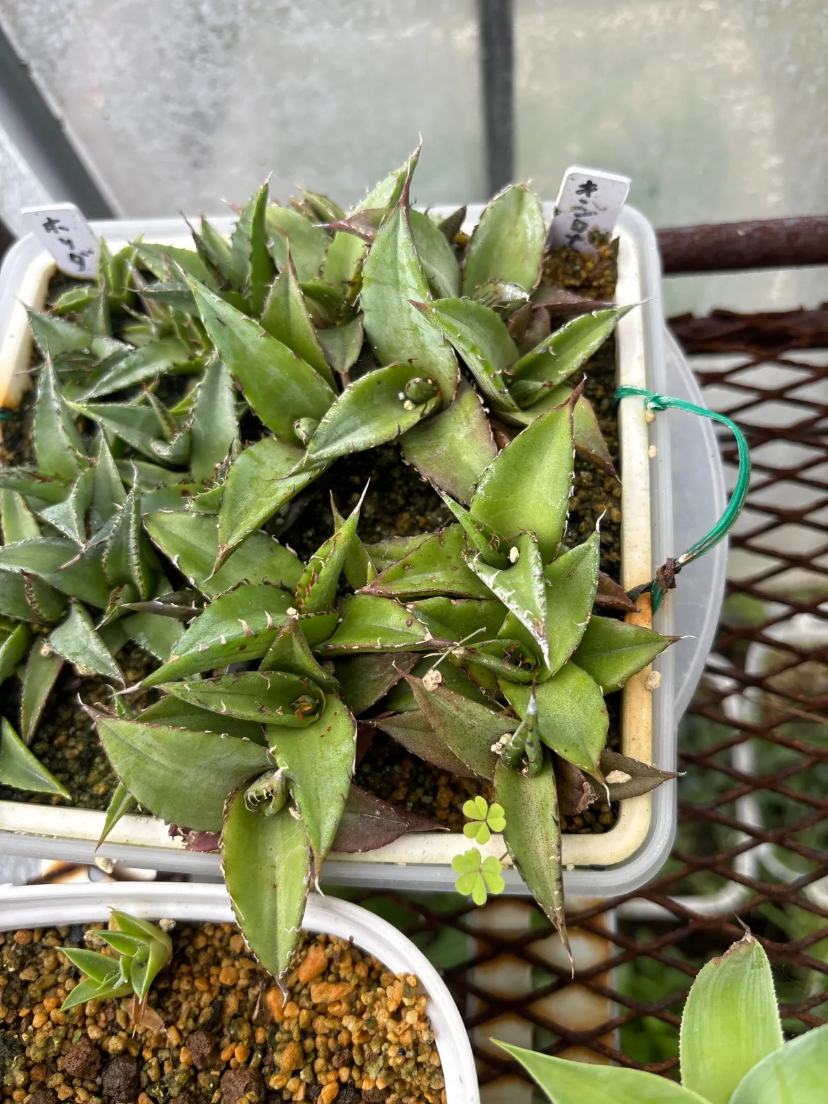 Agave xylonacantha (アガベ キシロナカンサ)