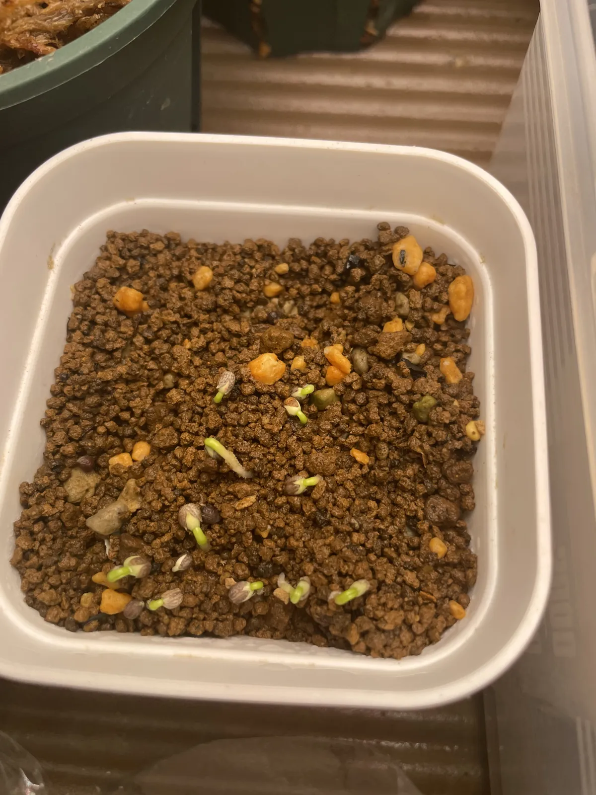 Euphorbia spannringii (ユーフォルビア スパンリンギー フィッシュボーン)