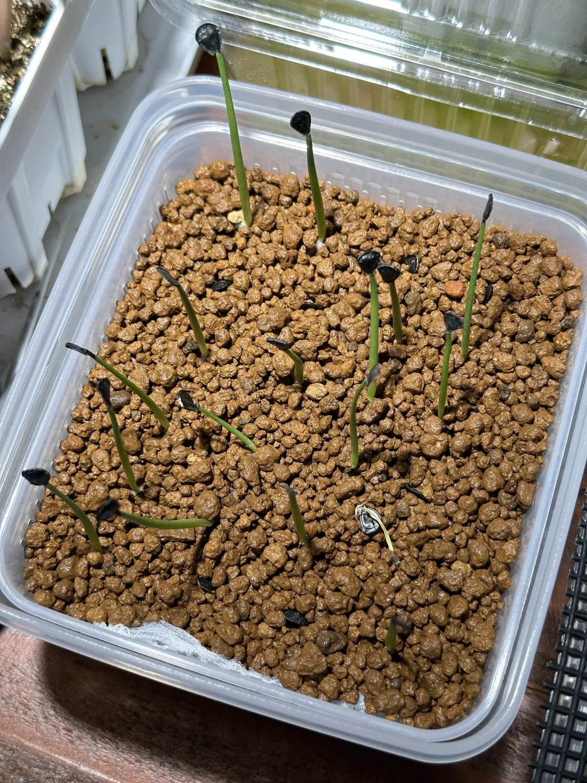 Agave parryi var. truncata (アガベ パリー トランカータ)