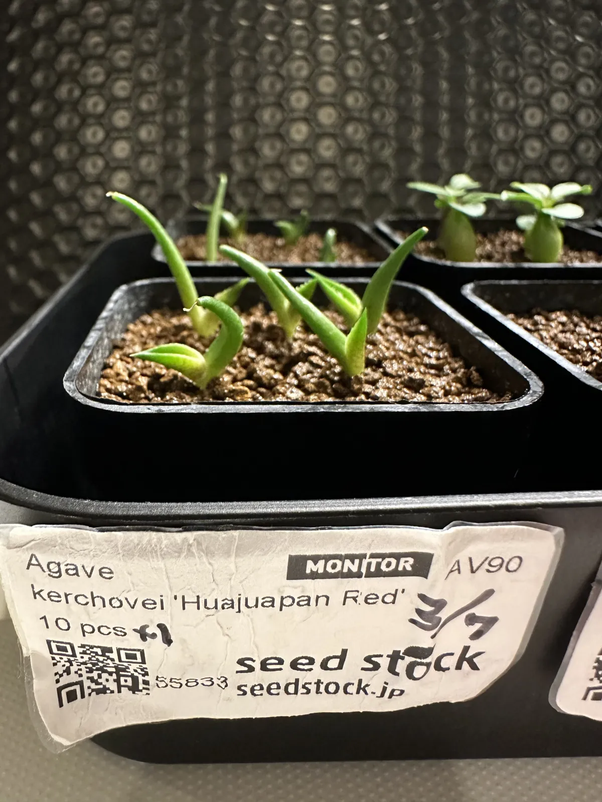 Agave kerchovei 'Huajuapan Red' (アガベ ワフアパンレッド)