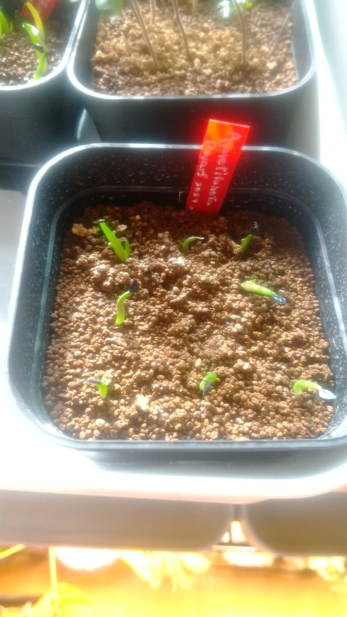 Agave titanota (アガベ チタノタ ドワーフ)