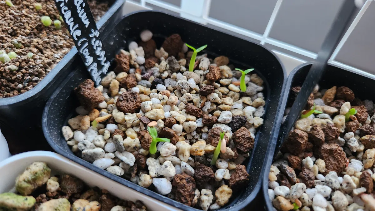 Pachypodium brevicaule (パキポディウム ブレビカウレ（長茎） ())