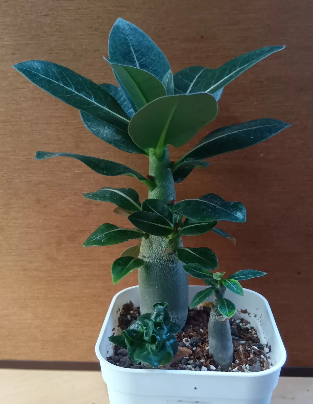 Adenium obesum Super red (アデニウム Adenium DDC X Super red)