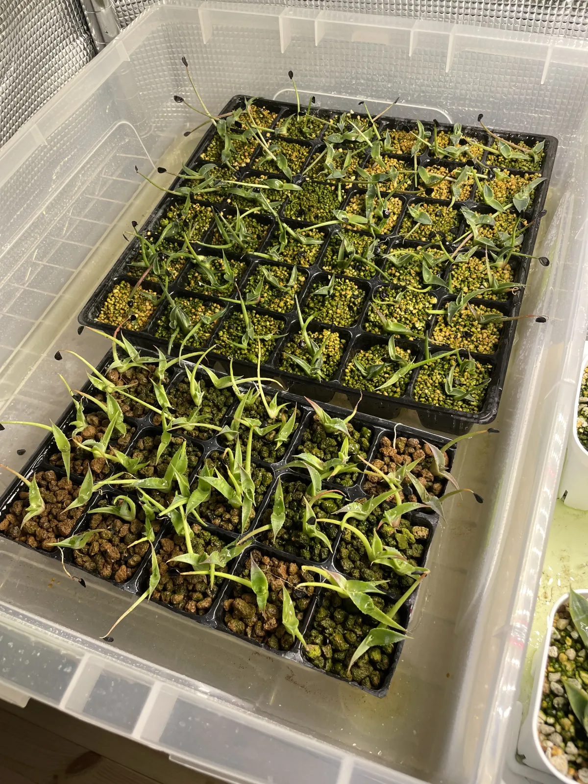 Agave gentryi (アガベ ジェントリー)