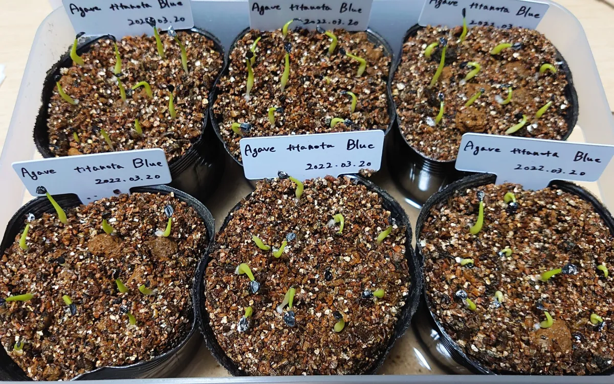 Agave titanota 'Blue' (アガベ チタノタブルー)