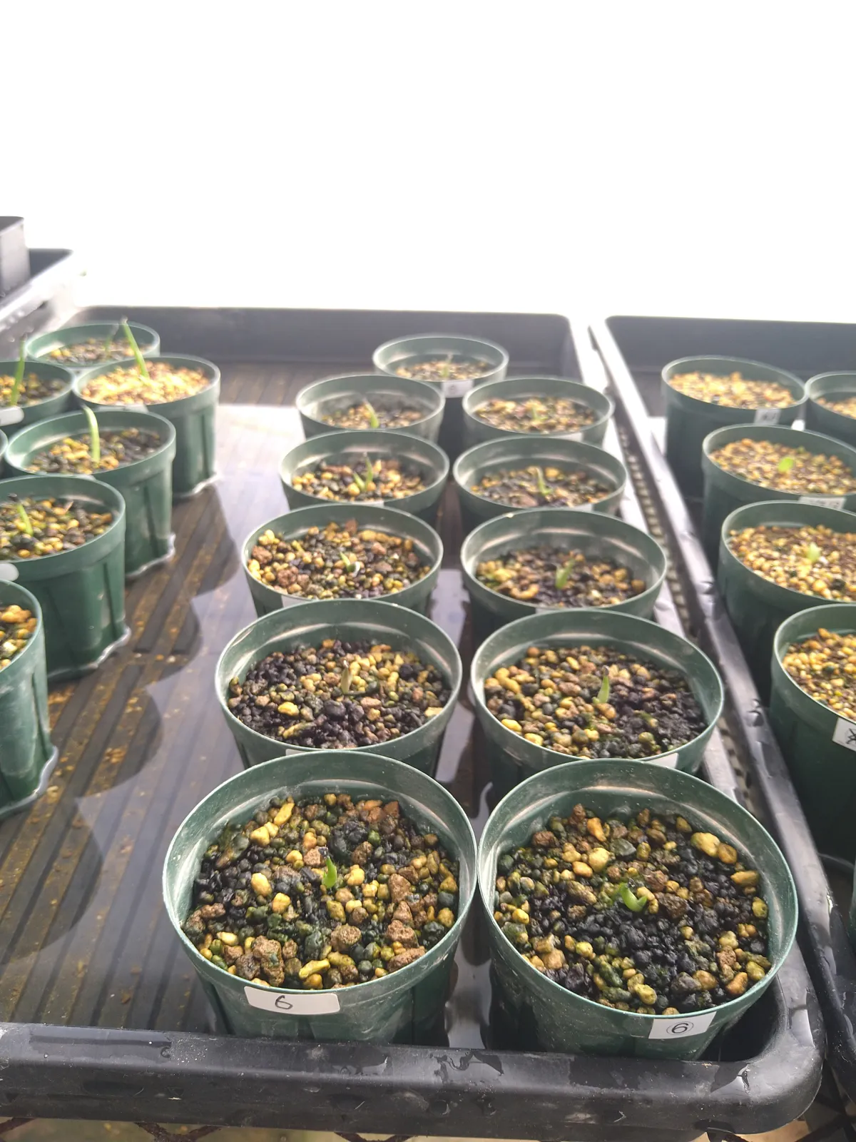 Agave horrida 'Chocolate Thorn' (アガベ ホリダ チョコレートソーン)