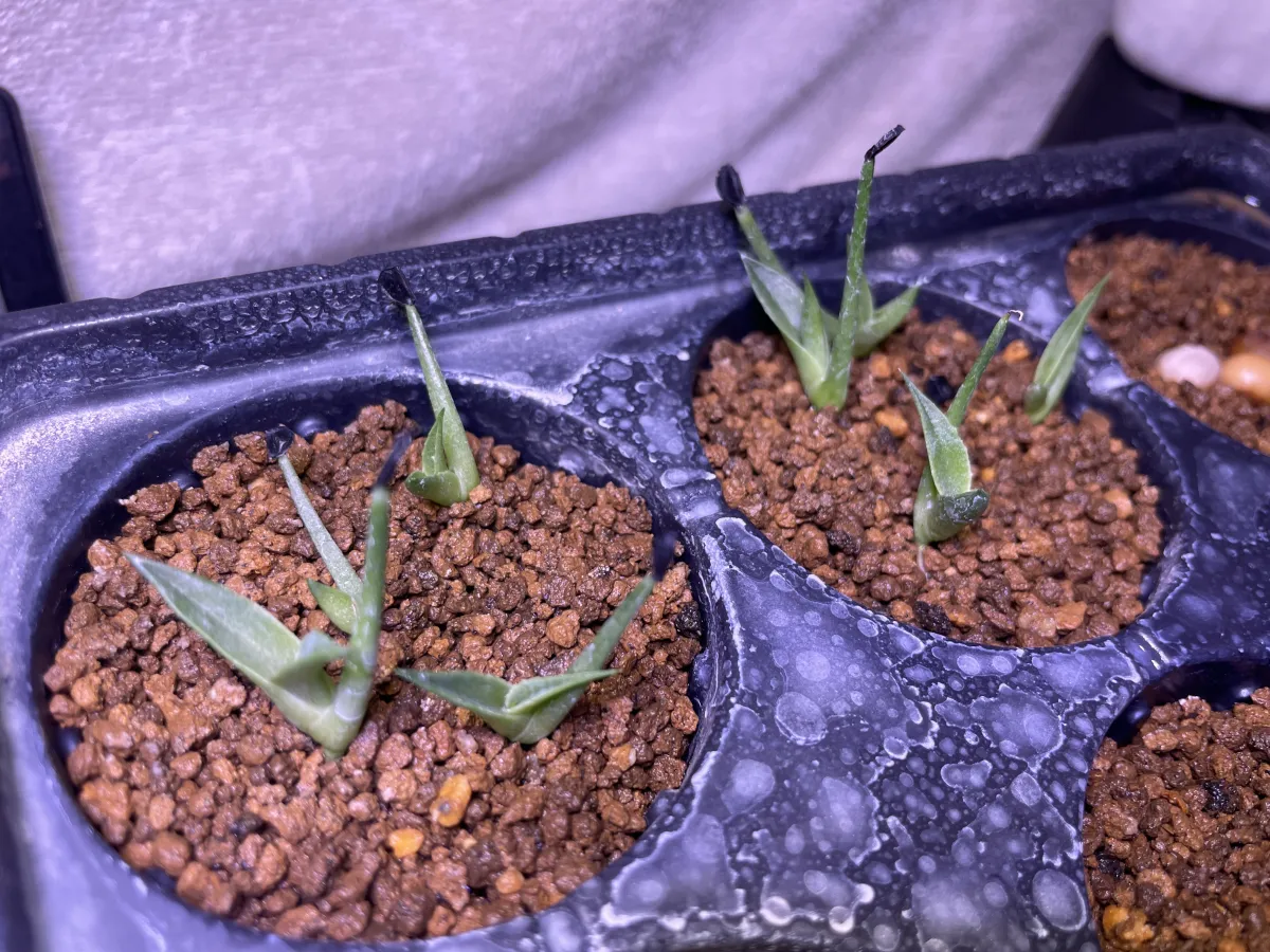 Agave utahensis var. nevadensis (アガベ ユタエンシス ネヴァデンシス)