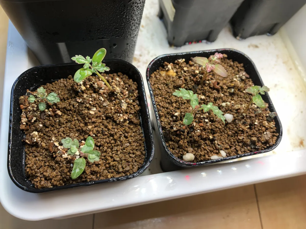 Pachycormus discolor var. veatchianus (パキコルムス ディスカラー ビーチアナス)