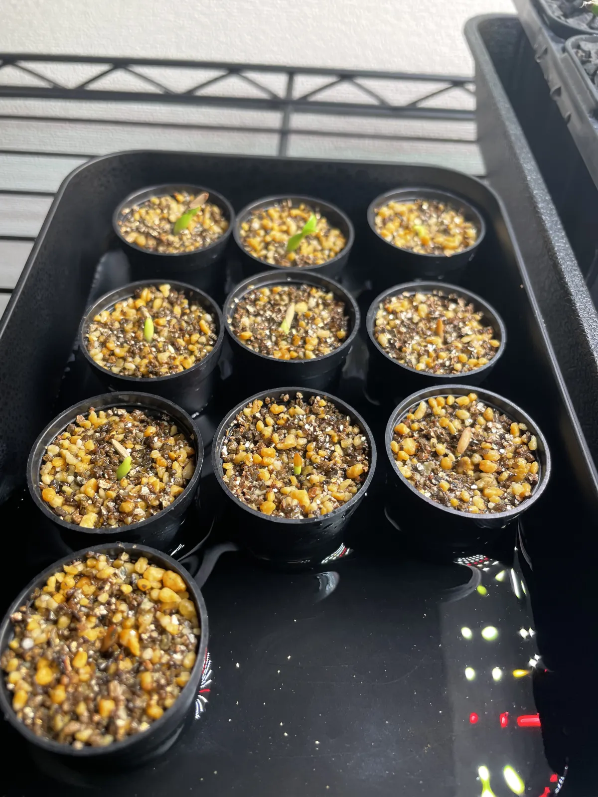 Pachypodium rosulatum var. gracilius (パキポディウム グラキリス)