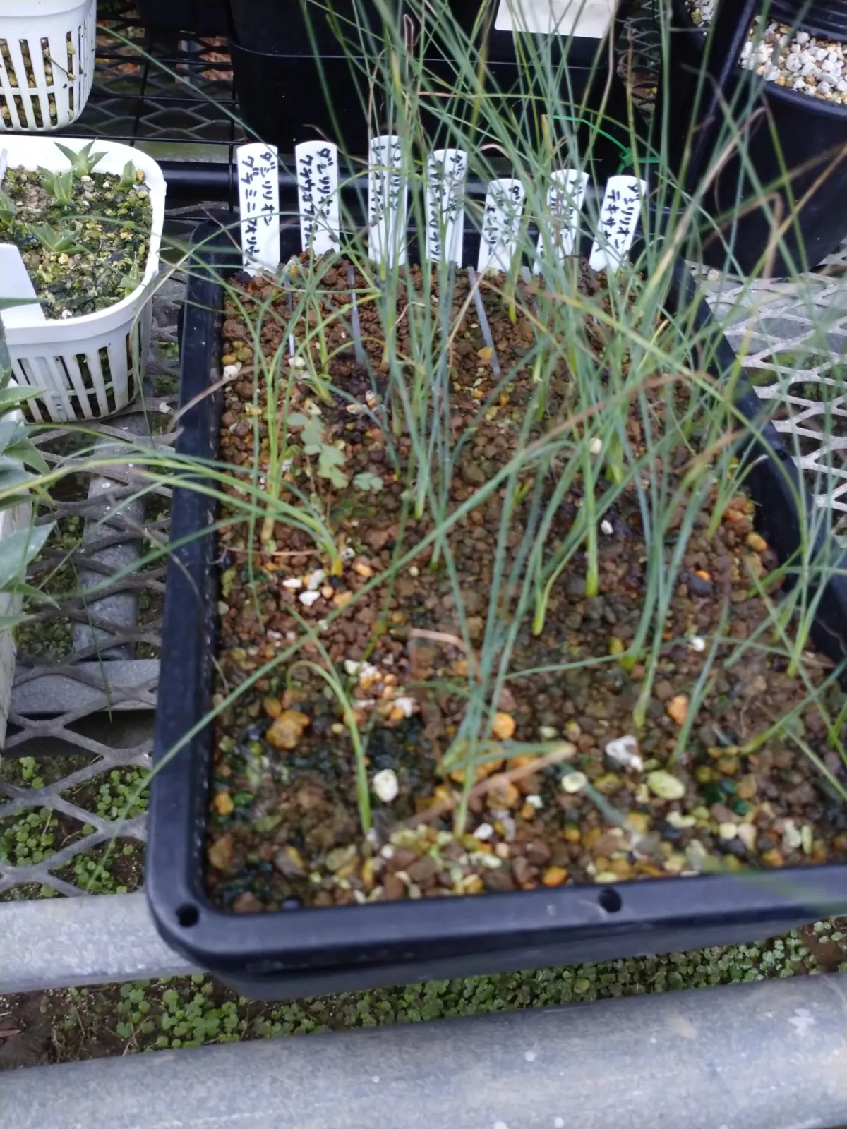 Dasylirion leiophyllum (ダシリリオン レイオフィラム)