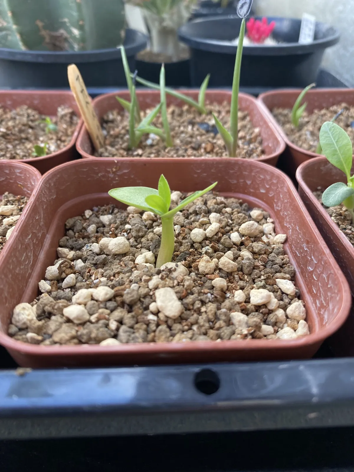 Pachypodium saundersii (パキポディウム サンデルシー 白馬城)