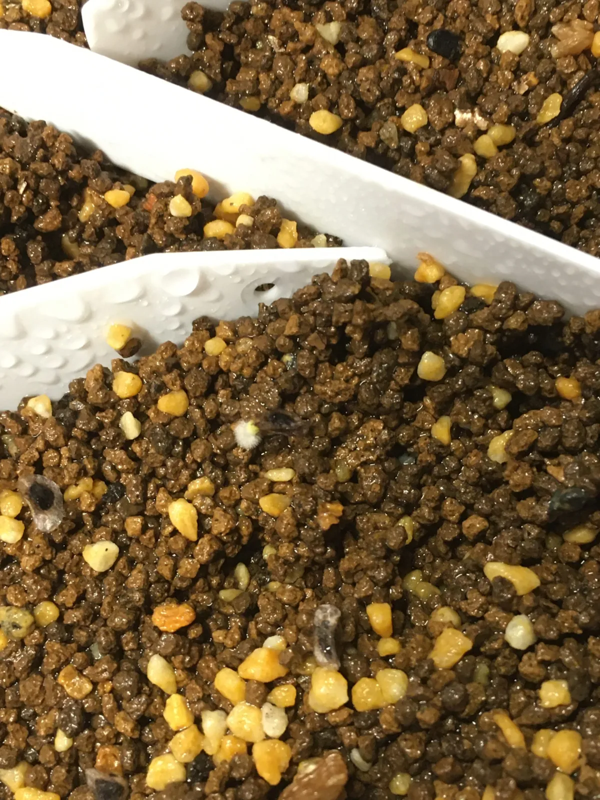 Aloe broomii (アロエ ブルーミー)