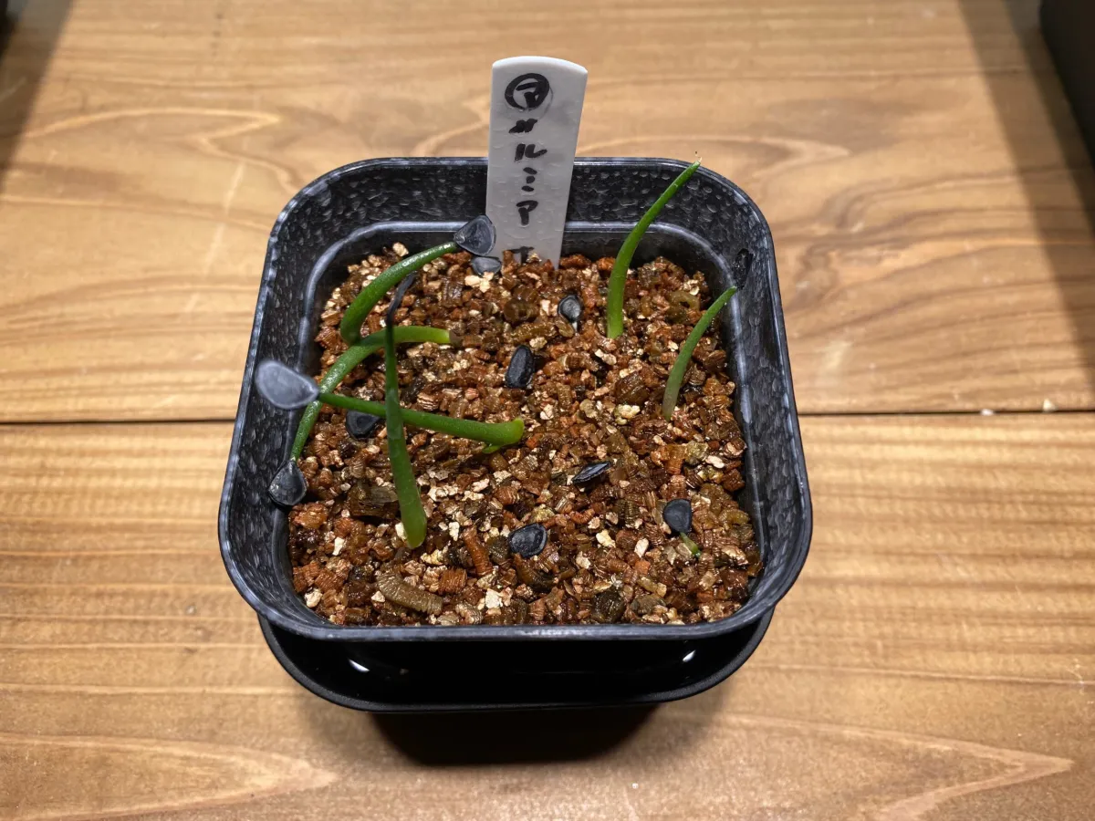 Agave salmiana subsp. salmiana (アガベ サルミアナ)