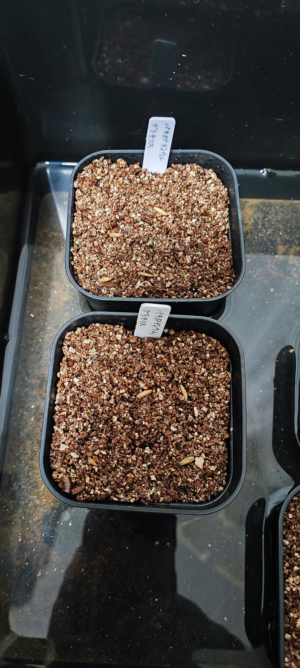 [無料種子] 発芽難 パキポディウム グラキリス　 Pachypodium rosulatum var. gracilius