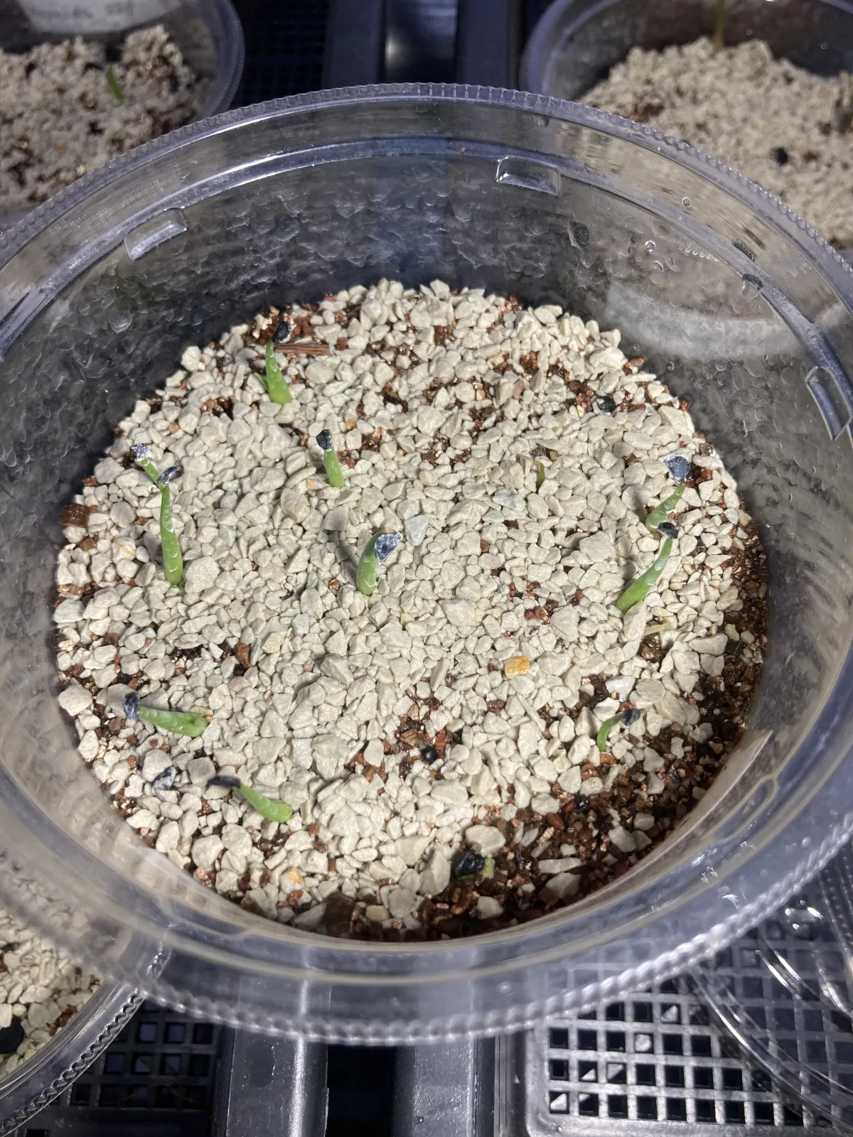 Agave utahensis var. eborispina (アガベ エボリスピナ)