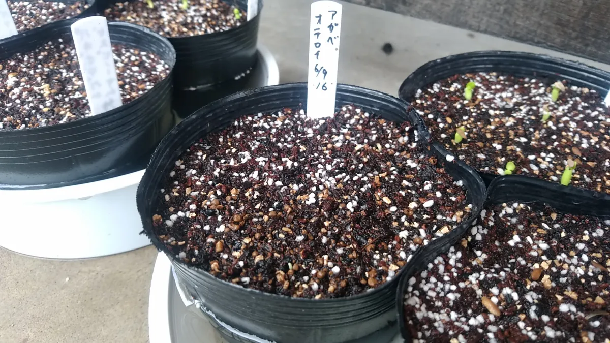 Agave oteroi (アガベ オテロイ)