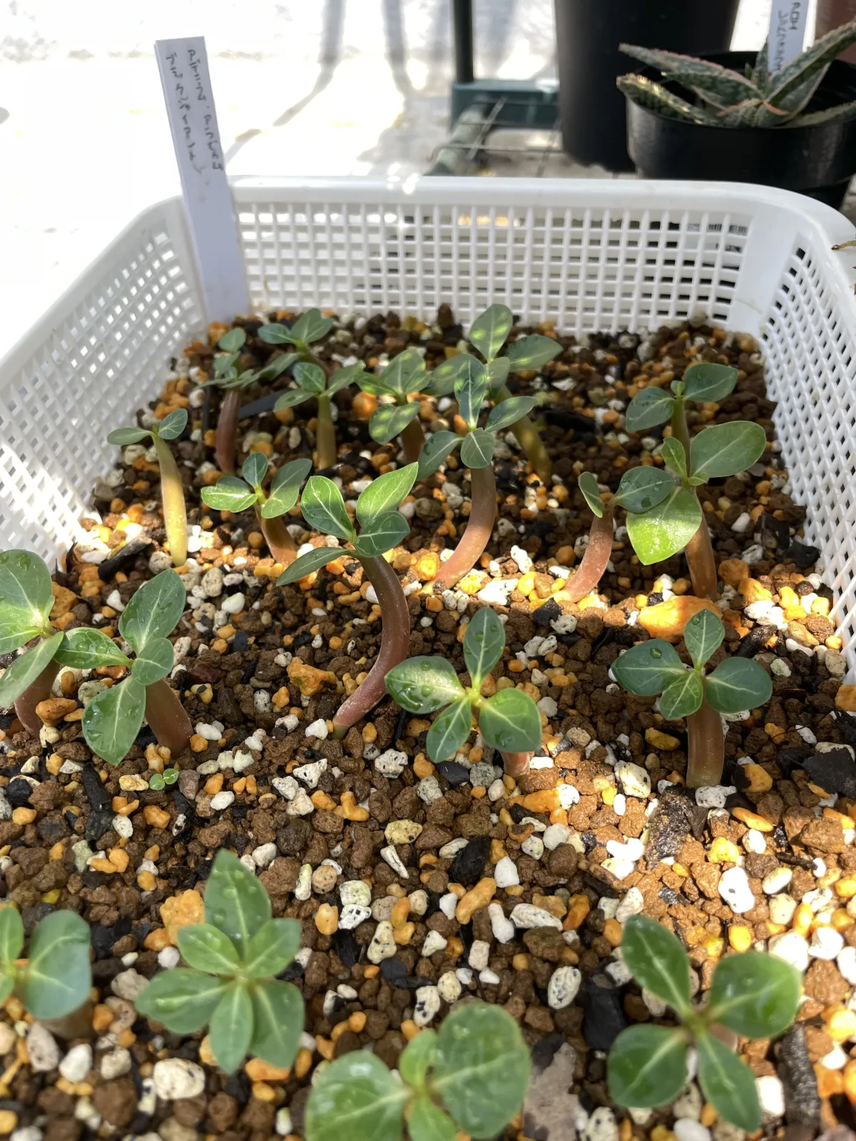 Adenium arabicum Black Giant (アデニウム アラビカム ブラックジャイアント)