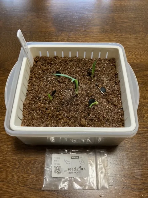 Yucca elata (ユッカ エラータ)