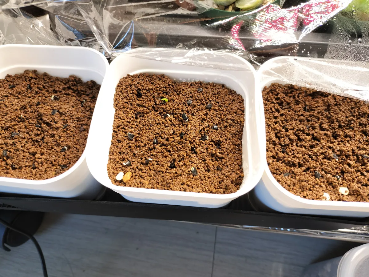 Agave horrida ssp. horrida (アガベ ホリダ)