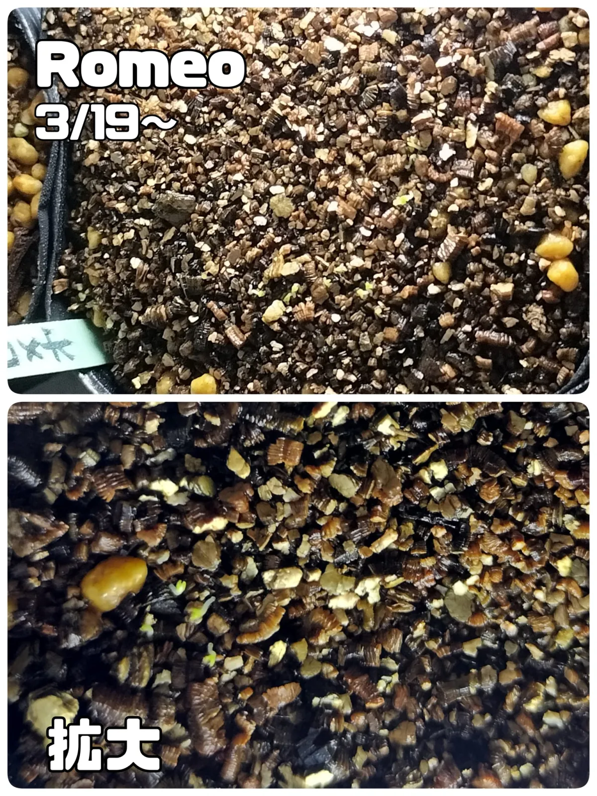 Echeveria agavoides 'Romeo' (エケベリア アガボイデス ロメオ)