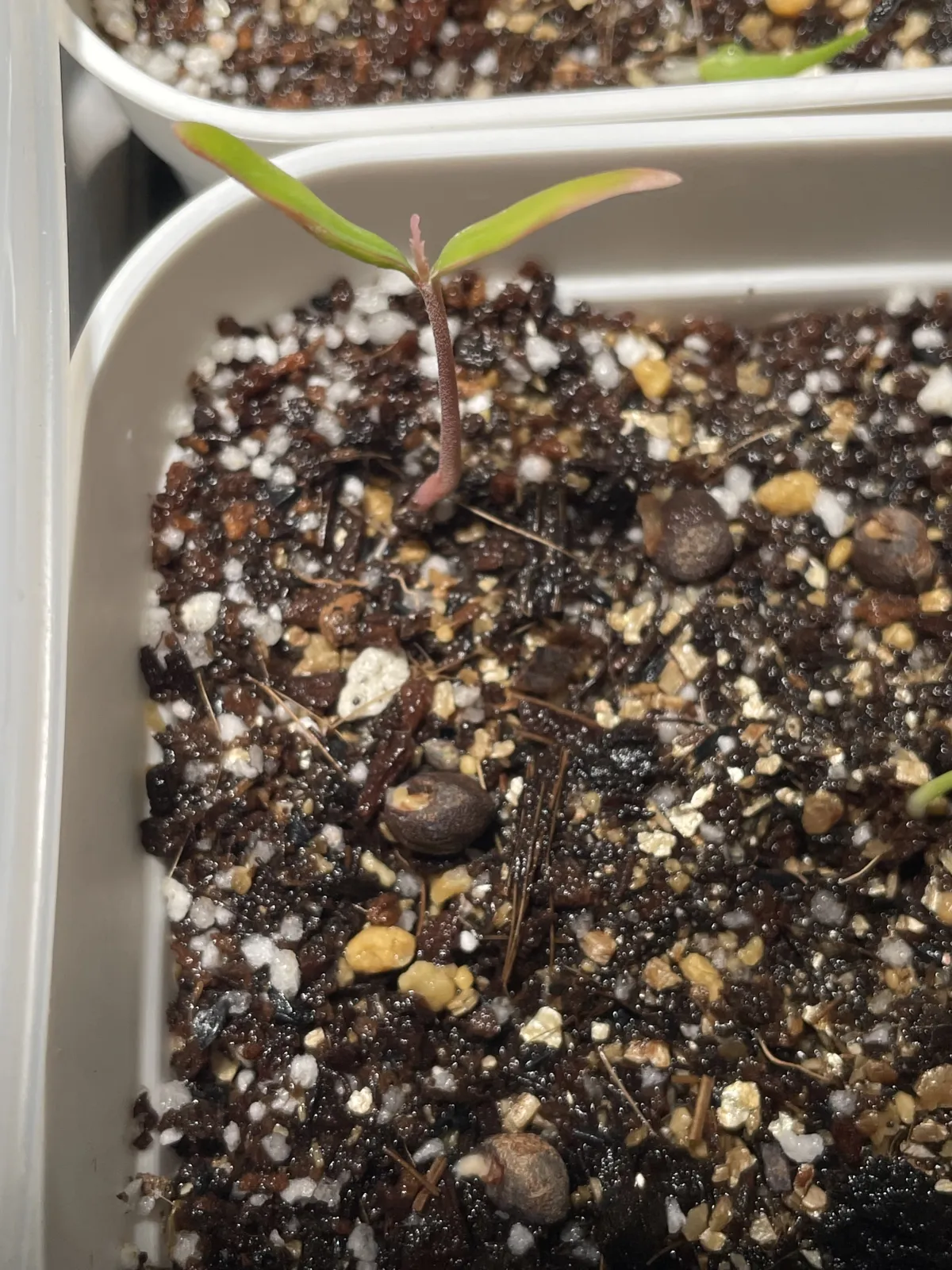 Operculicarya pachypus (オペルクリカリア パキプス)