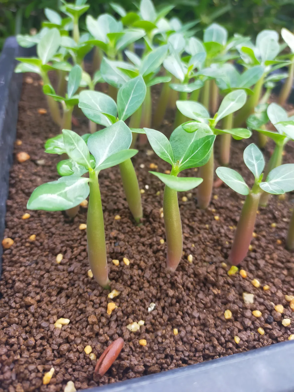 Adenium arabicum Black Giant (アデニウム アラビカム ブラックジャイアント)