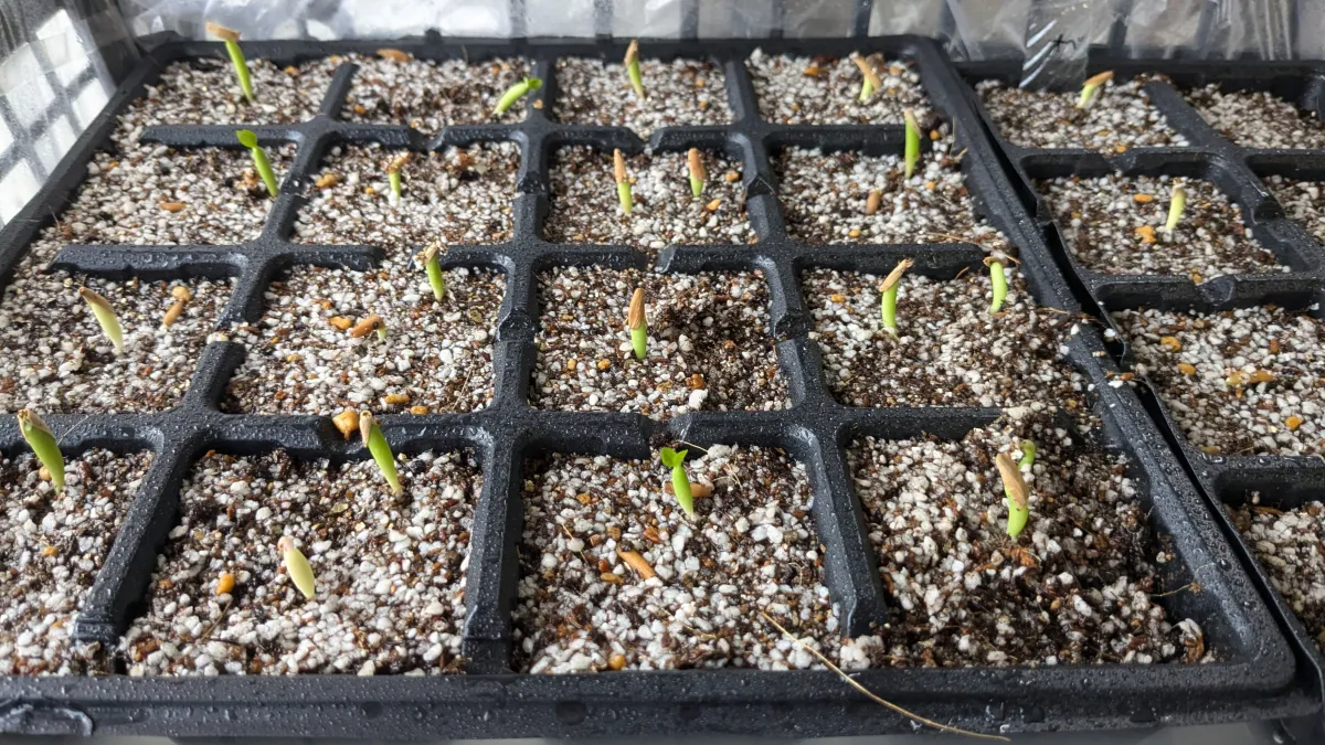 Adenium obesum (アデニウム オベスム)