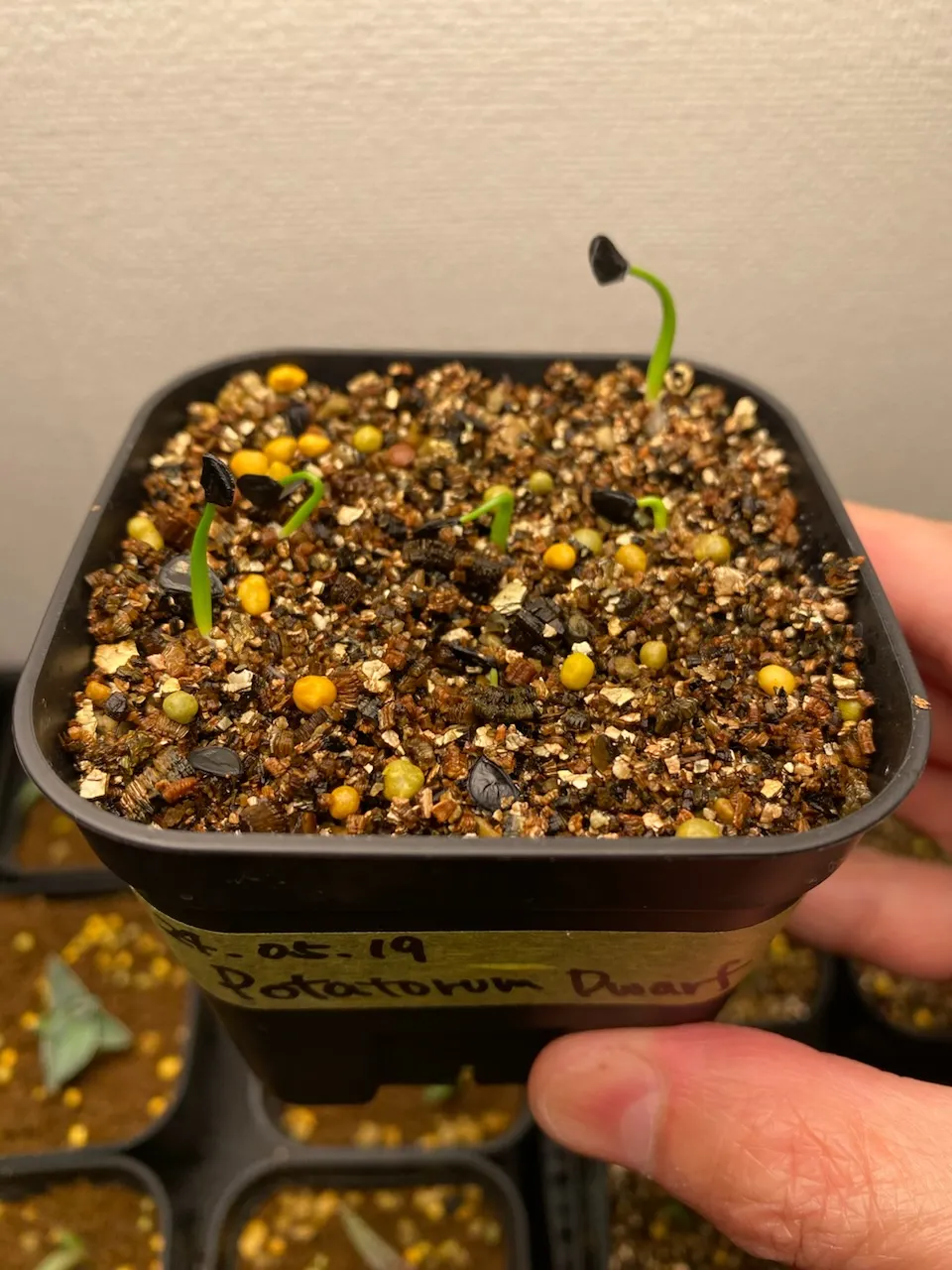 Agave potatorum Dwarf (アガベ ポタトラムドワーフ)