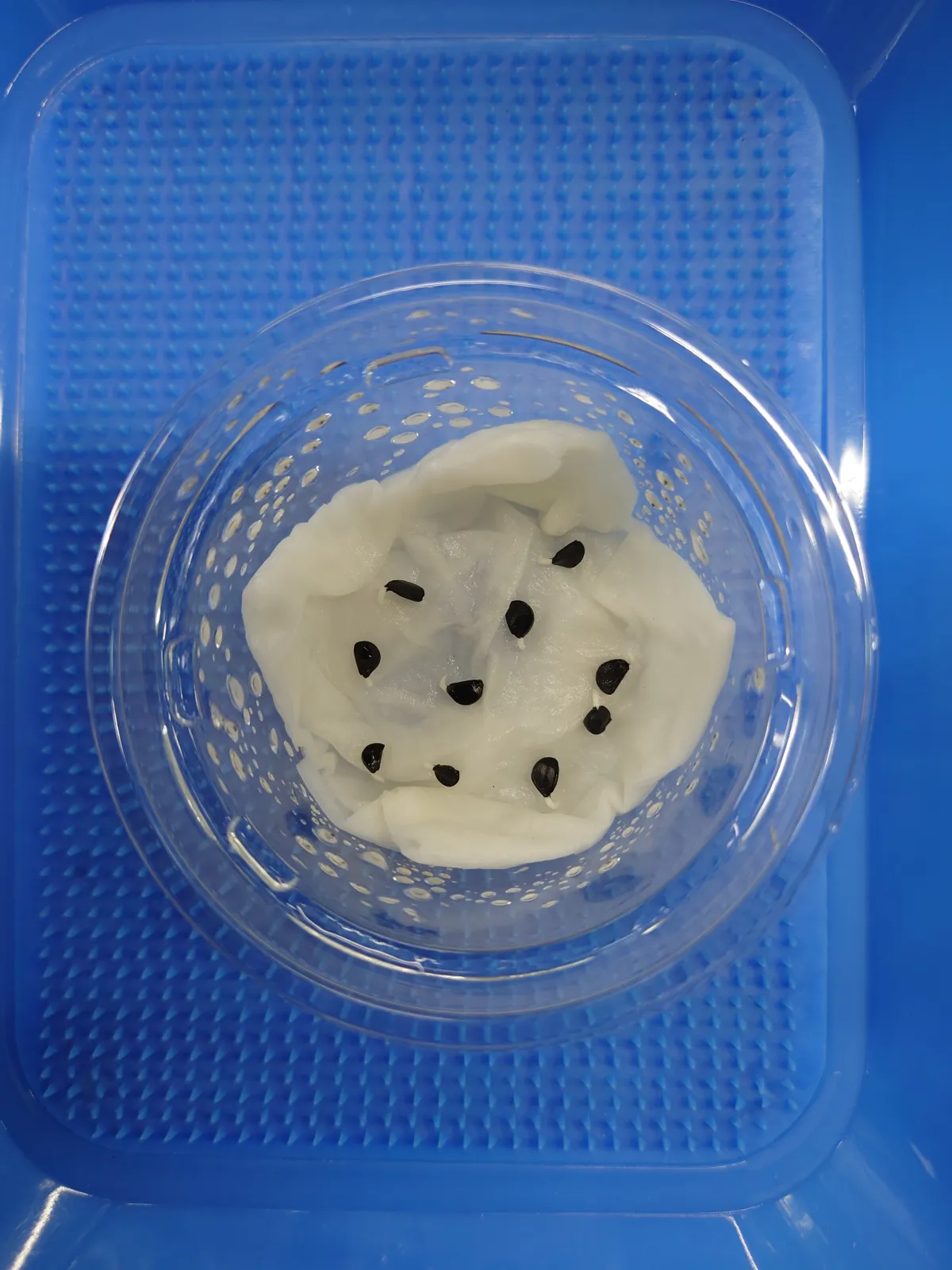 Agave utahensis var. eborispina (アガベ エボリスピナ)