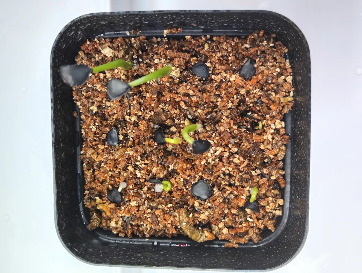 Agave americana var. franzosinii (アガベ フランゾシニー)