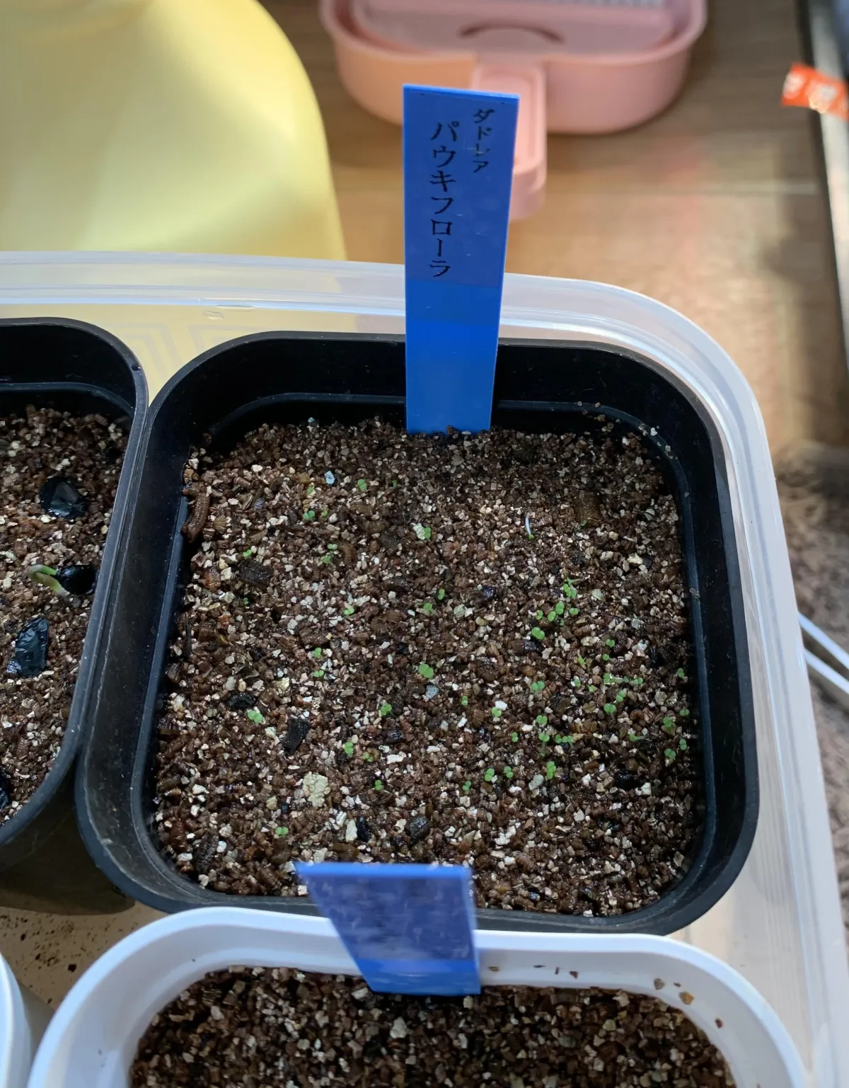 Dudleya pauciflora (ダドレヤ パウキフローラ)