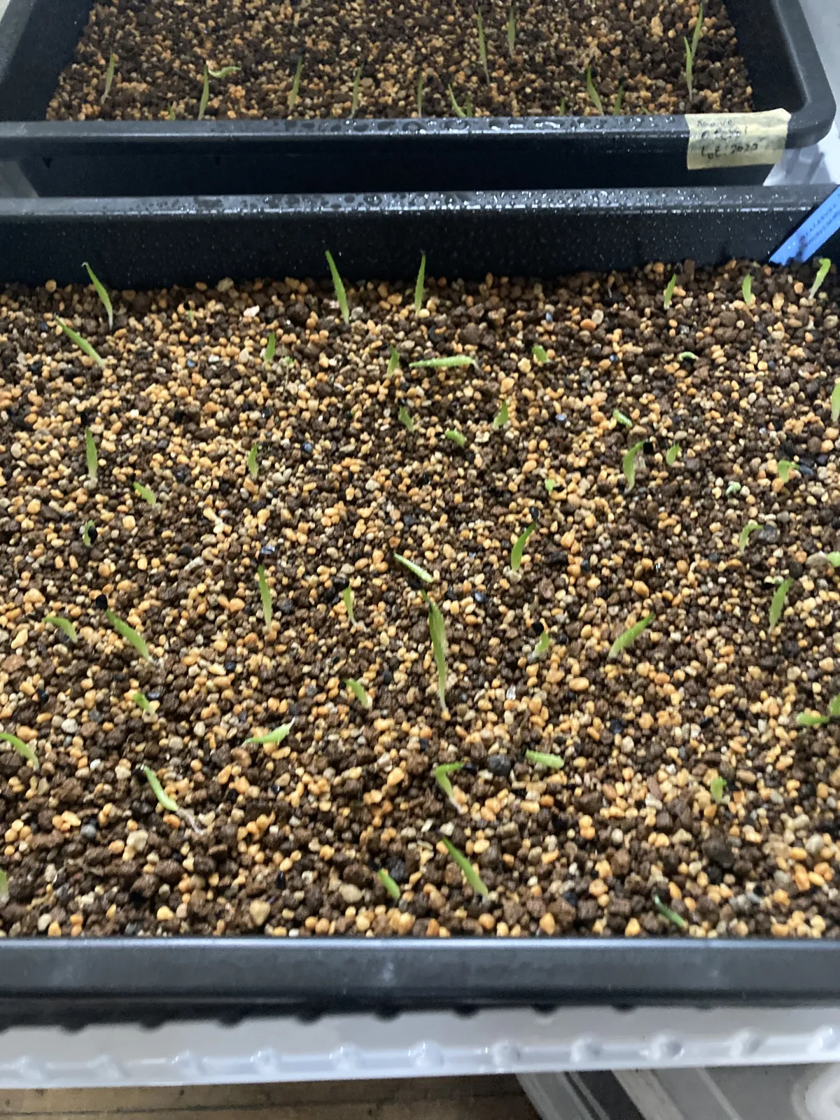 Agave titanota 'Blue' (アガベ チタノタブルー)