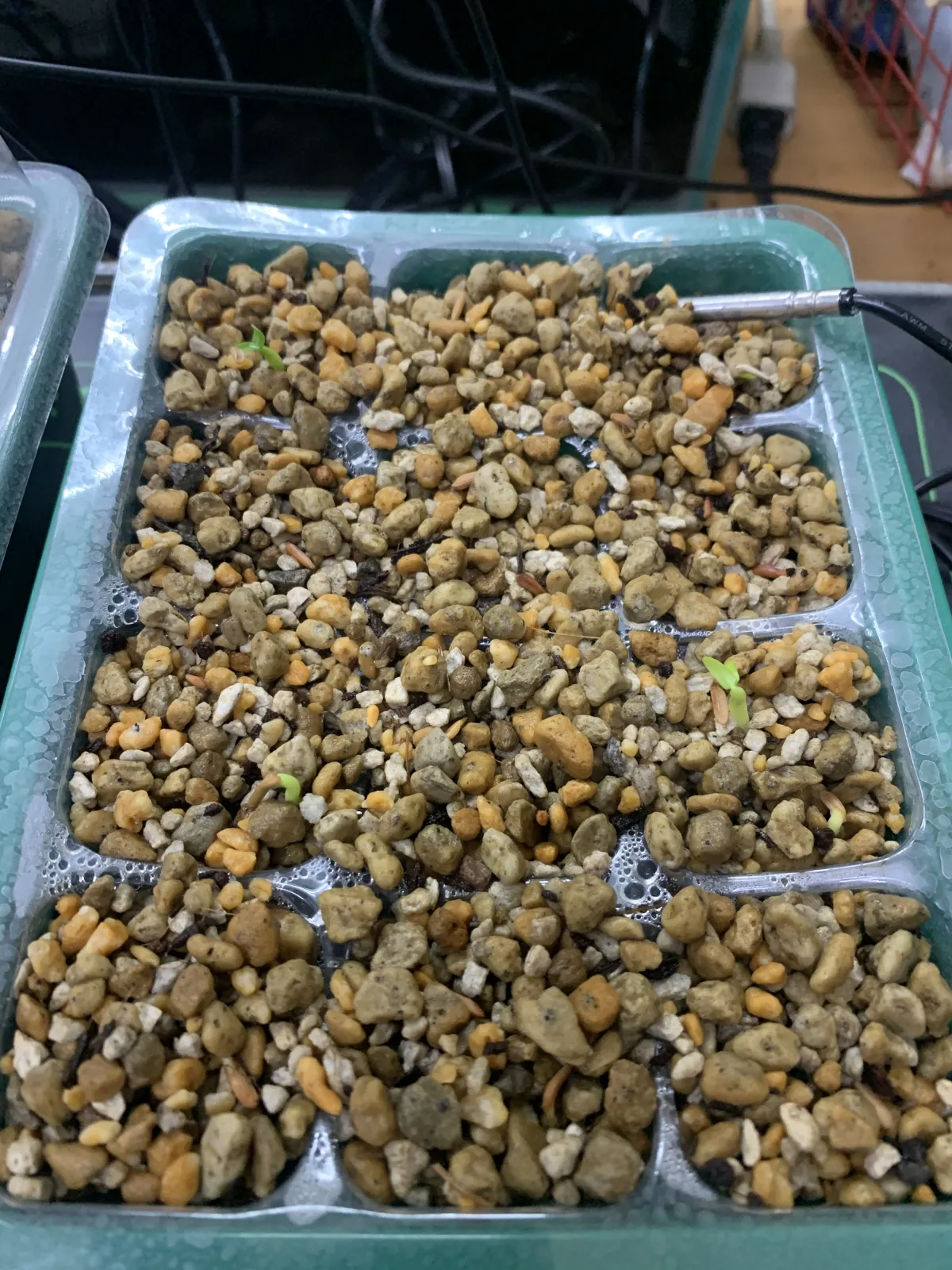 Pachypodium rosulatum var. gracilius (パキポディウム グラキリス)