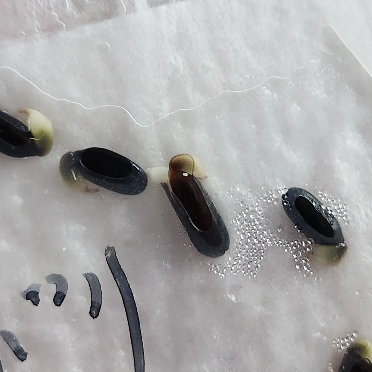 Acacia baileyana 'Purpurea' (アカシア プルプレア)