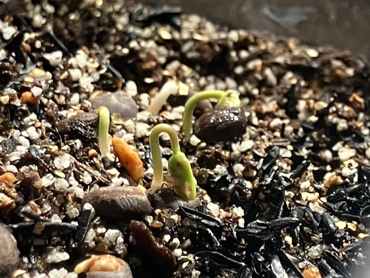 Operculicarya pachypus (オペルクリカリア パキプス)