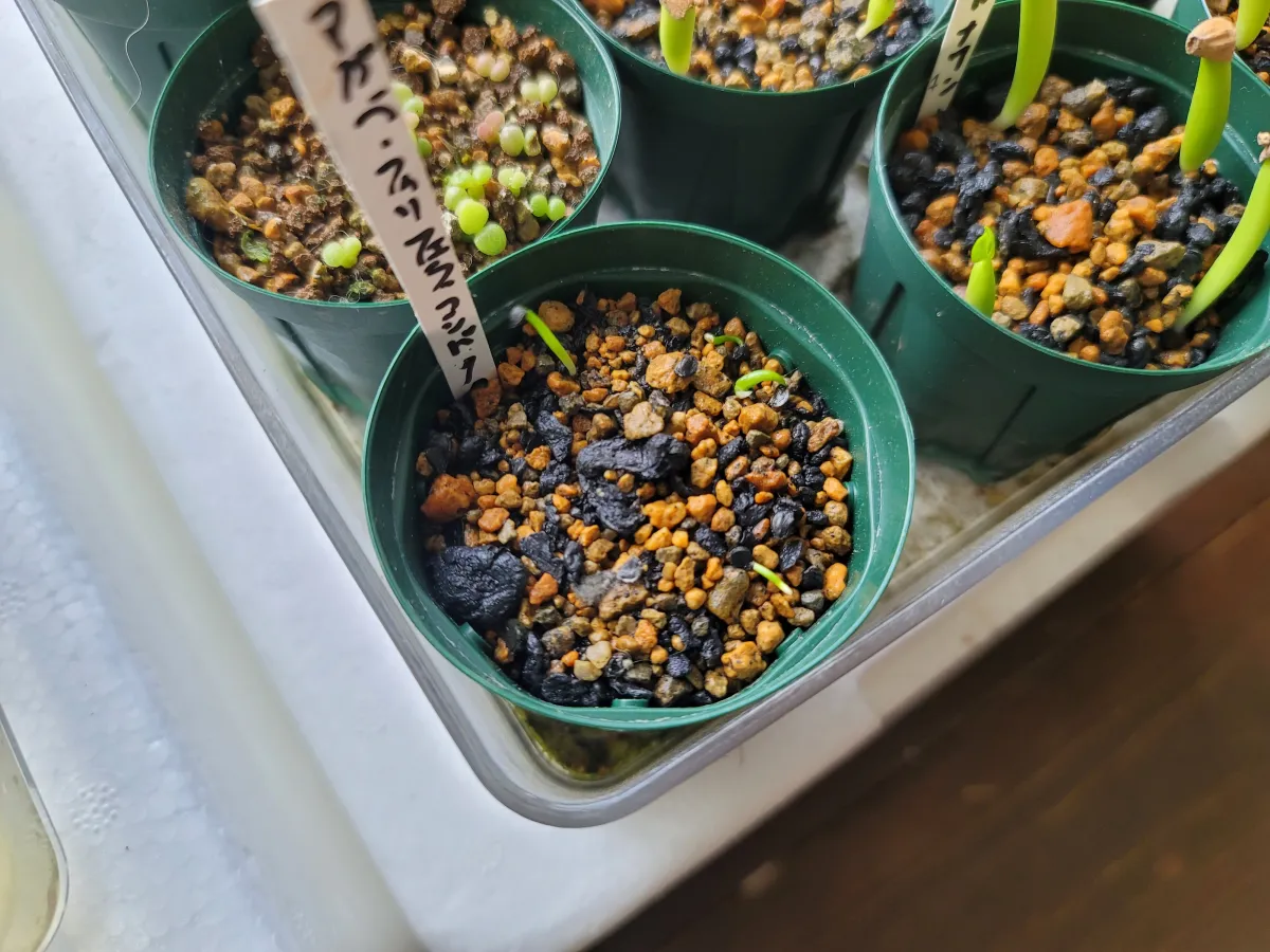 Agave filifera var. compacta (アガベ フィリフェラコンパクタ)