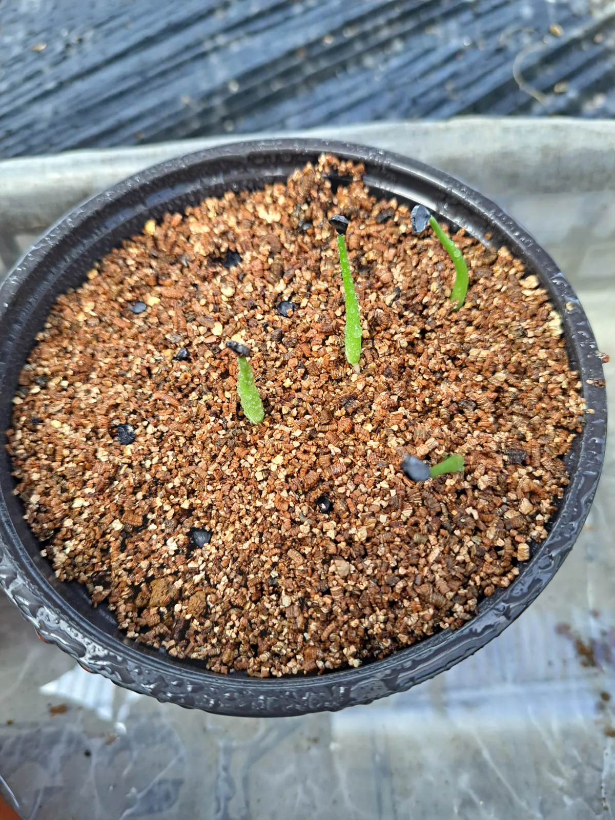 Agave pintilla (アガベ ピンティラ)