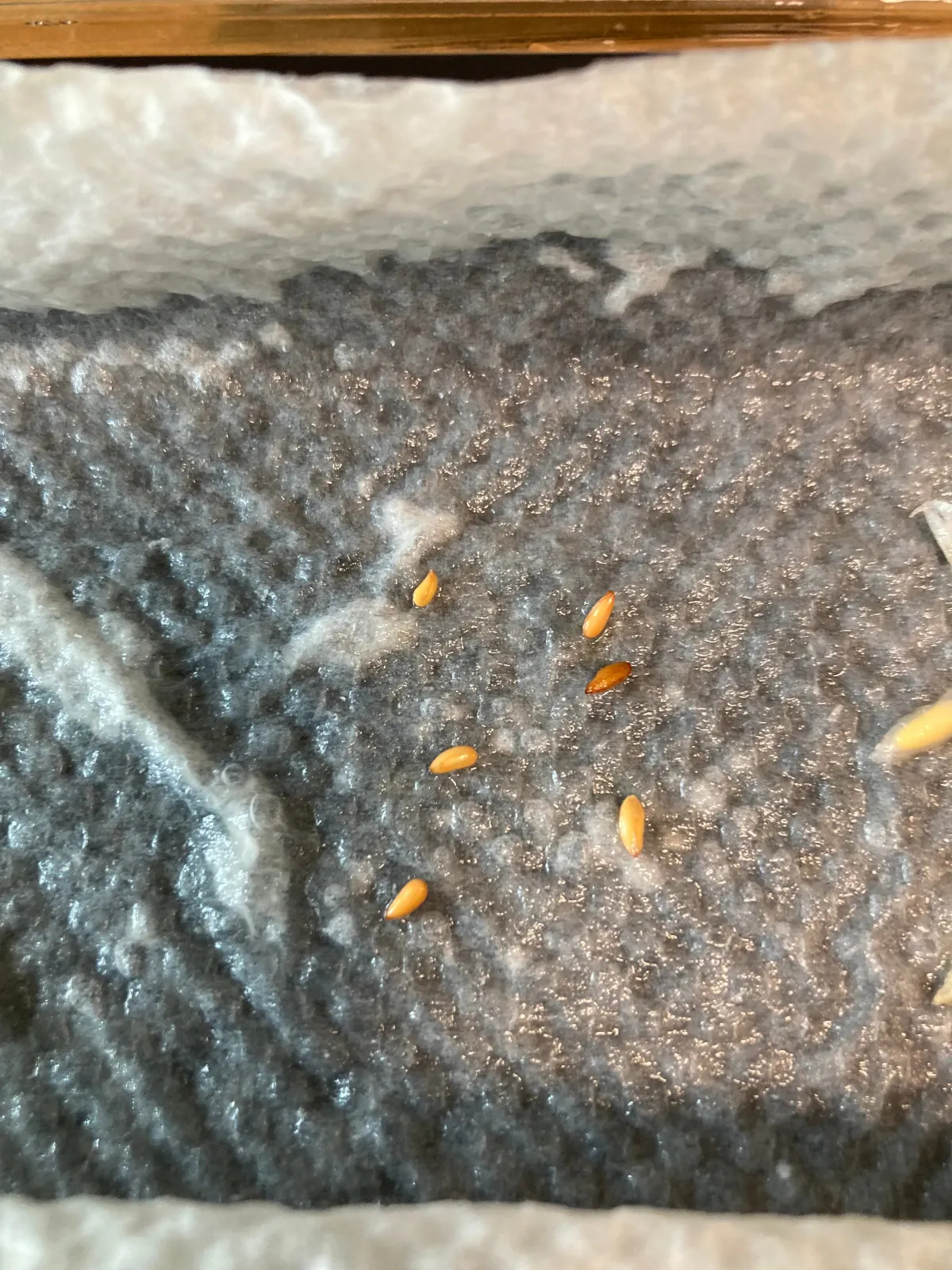 Pachypodium brevicaule (パキポディウム ブレビカウレ（短茎） ())