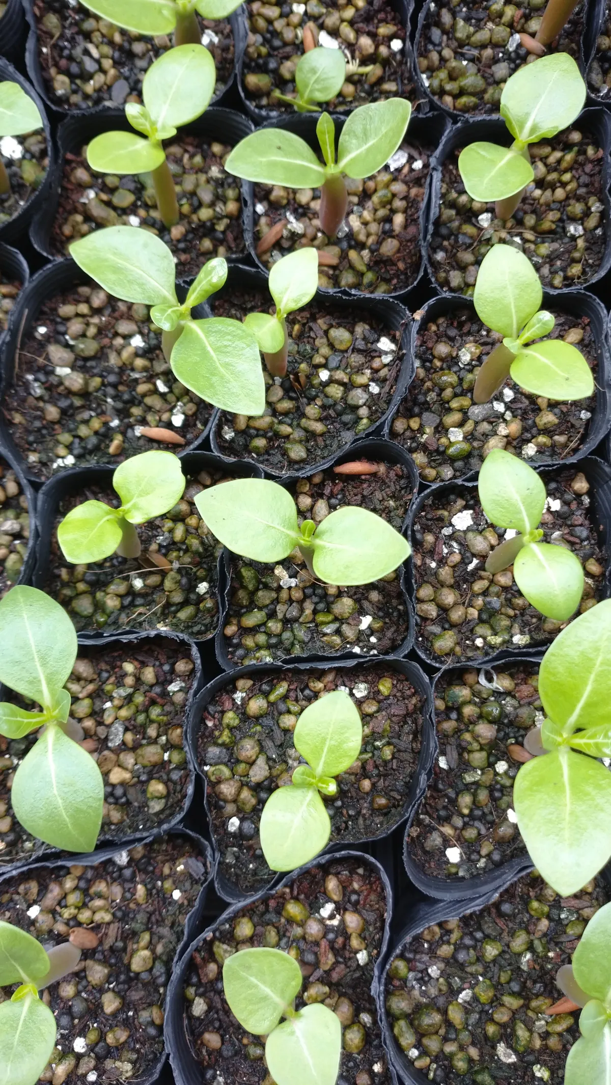 Adenium arabicum (アデニウム アラビカム)