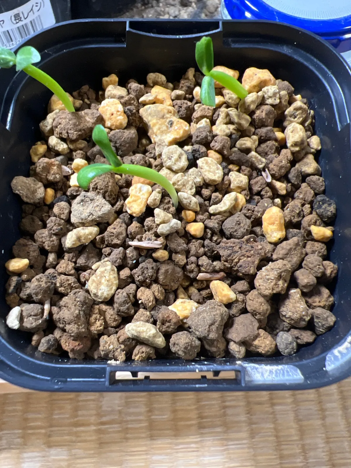 Pachypodium rosulatum ssp. cactipes (パキポディウム カクチペス)