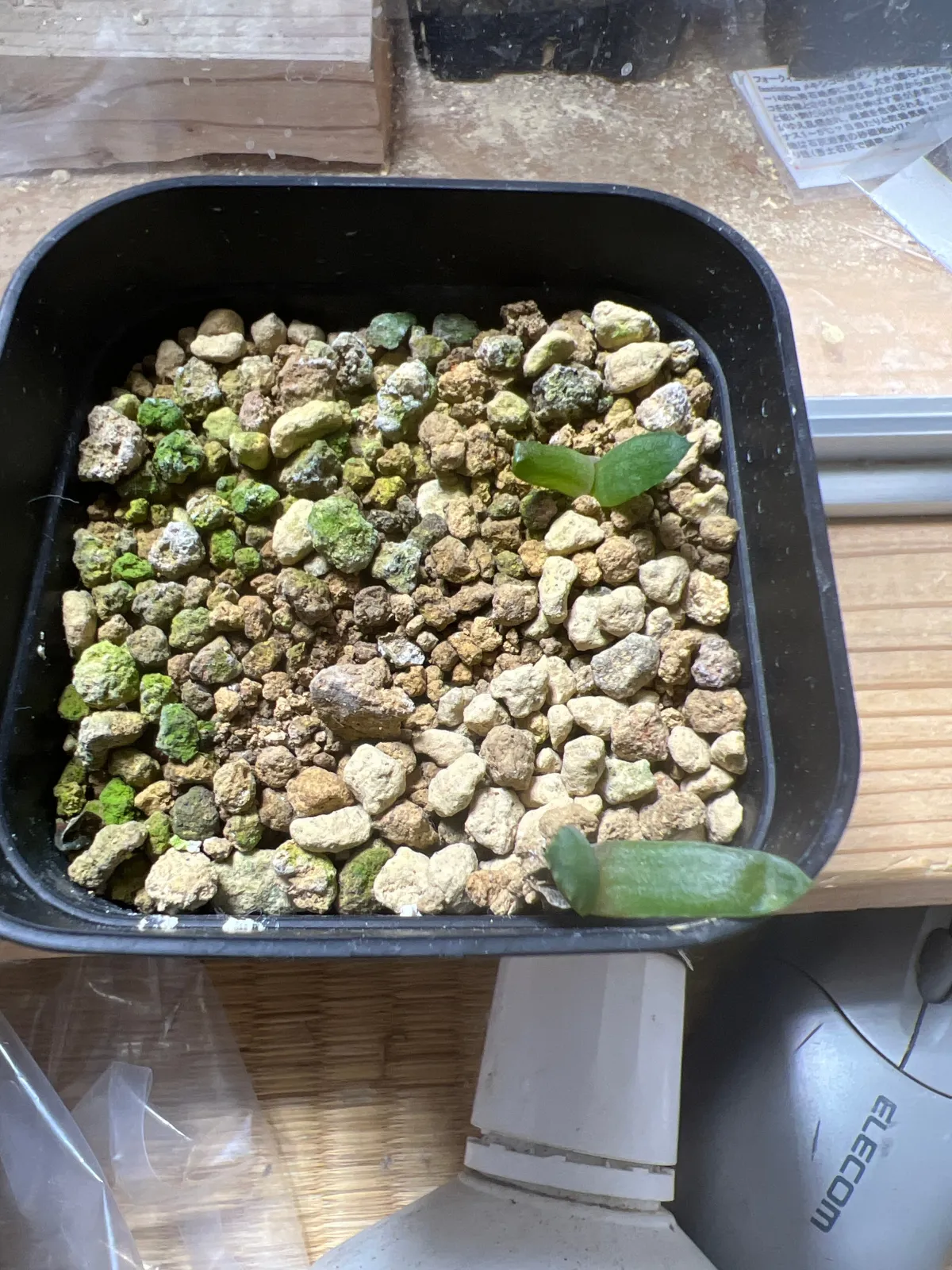 Aloe marlothii subsp. marlothii (アロエ マルロシー)