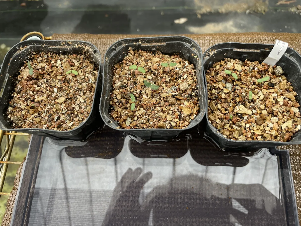 Pachycormus discolor (パキコルムス ディスカラー)