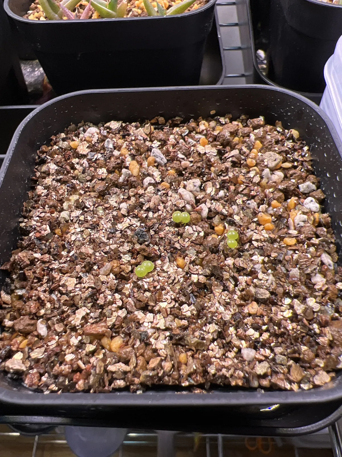 Tylecodon wallichii (ティレコドン ワリチー)