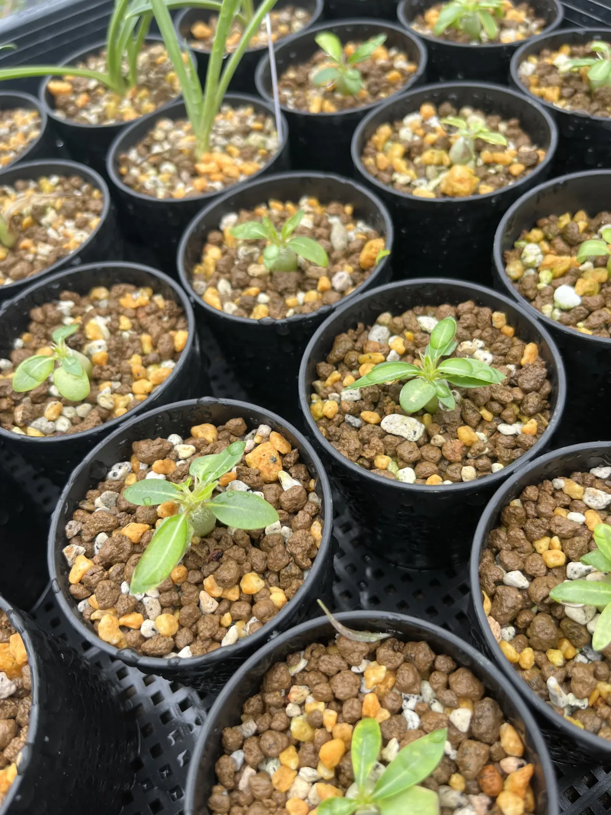 Pachypodium enigmaticum (パキポディウム エニグマチカム)