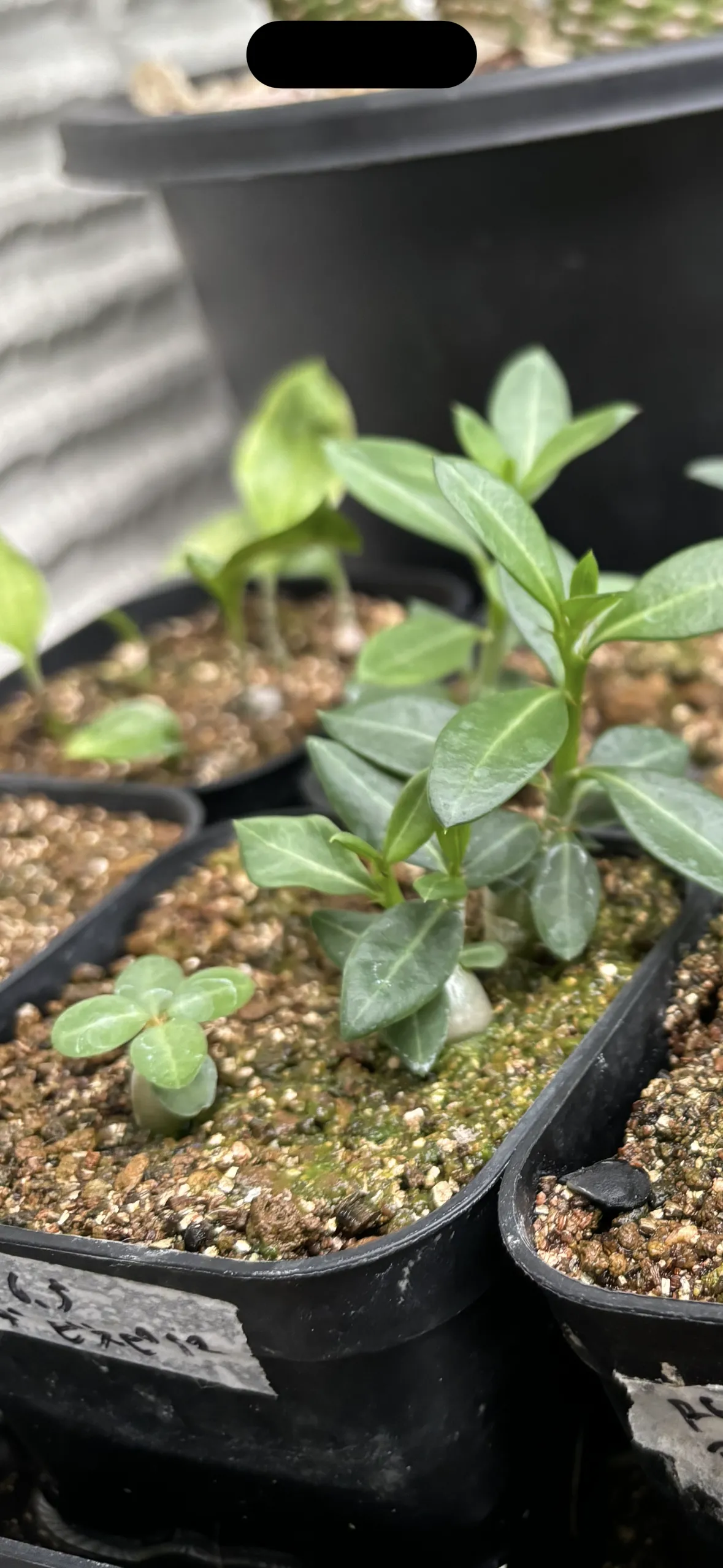 Pachypodium bispinosum (パキポディウム ビスピノーサム)